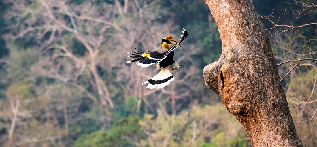Hornbills in W Yunnan usher in brooding season