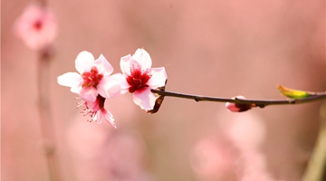 Peach blossom seen in Shidian county