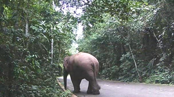 Wangtianshu area double-visited by wild elephant from Laos