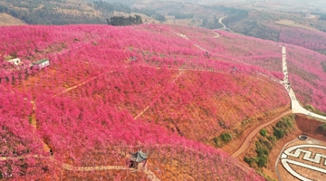 Aerial pictures show cherry fields in Yiliang