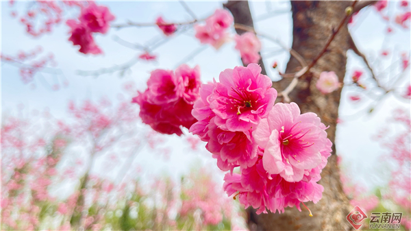 Cherry blossoms seen in Dongshan mountain, SW Yunnan