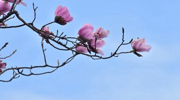 Campbell's magnolia shows its best in west Yunnan
