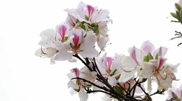 White egret flowers bloom in Shidian county