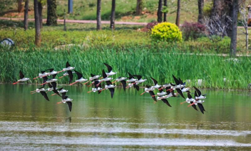 COP15: Scores of black-winged stilts seen at Baoshan lake