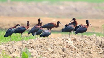 10 glossy ibises show up in Menglian county
