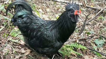 Black-boned chicken sold to mega Chinese cities