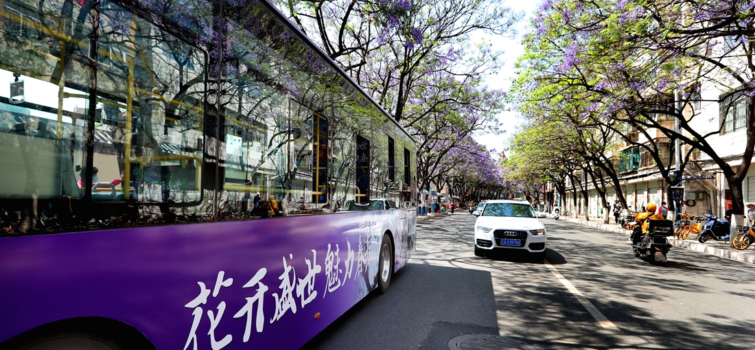 Buses with jacaranda theme launched in Kunming