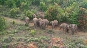 Wild elephants wander into a village in Yunnan