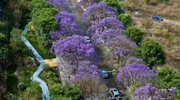 Jacaranda blossoms form sights in Spring City