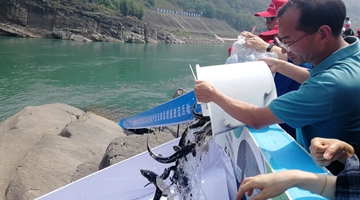 233,000 rare fish fries released into Jinsha River