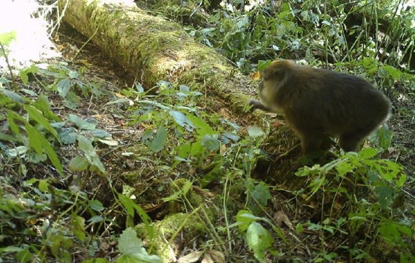 COP15: White-cheeked macaques found in Mt. Gaoligong