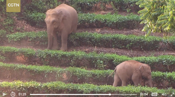 Drone monitoring wild Asian elephants in south Yunnan 
