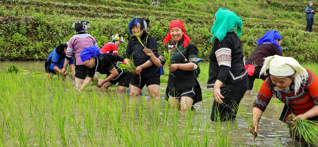 Rice planting begins at Hani terraced fields