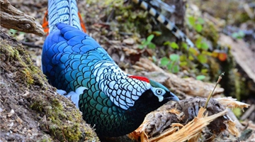 COP15: Beautiful birds signal bio-diversity in Mt. Laojun