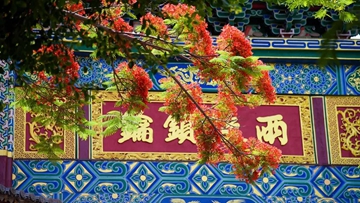 Flame trees bloom in Jianshui old town
