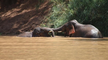 COP15: Wild elephants bath in River Yuan to ward off heat