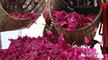 Roses bloom in Shidian county