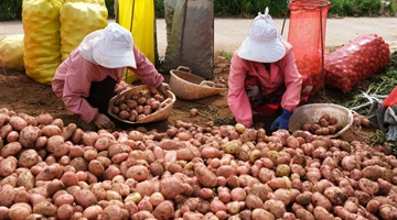 Potatoes harvested in Kafang, Gejiu City