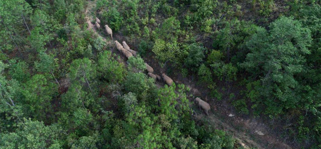 COP15: Wild elephants wander into Shiping county