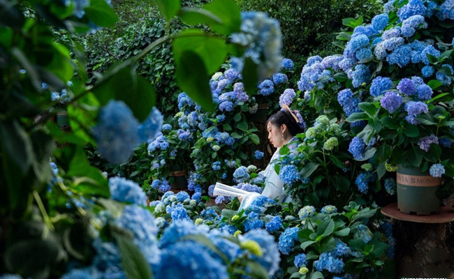 Hydrangeas blossom in suburban Kunming