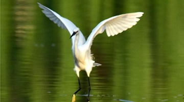 Egrets in Mile dancing in water