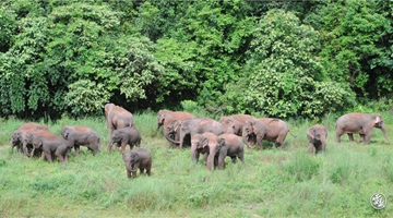 15 Asian elephants head for north, 120 km off Kunming