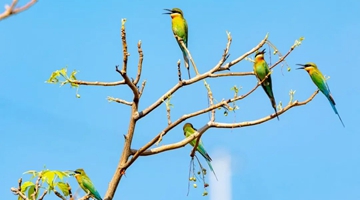 Blue-tailed bee-eaters spotted in Shidian county