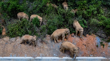 Roaming elephants wreak havoc in Yunnan 