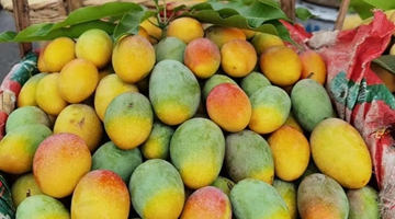 Mangoes come into season in Yuanjiang