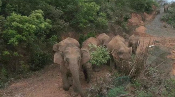 Elephant herd enters jurisdiction of Kunming