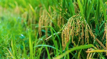 Scientists develop rice variety with multiple harvests in Yunnan 