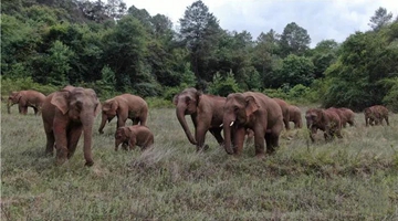 COP15: Baby elephants fall in the same way at ditch