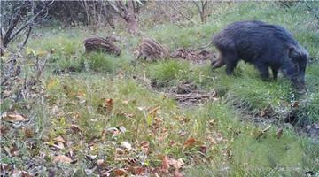 Infrared cameras capture boars in Mt. Gaoligong