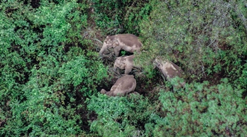 Elephant herd continues to wander in Kunming juristiction 