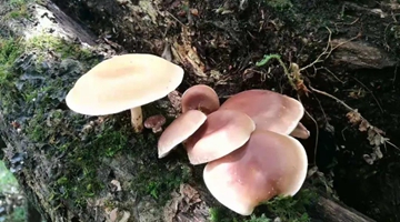 Wild mushrooms come into season in Jingdong