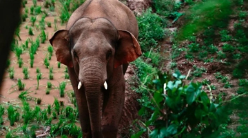 Stray male elephant is 12km northeast off the herd