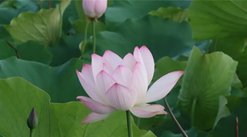 Lotus flowers stun summer time in Pu’er 
