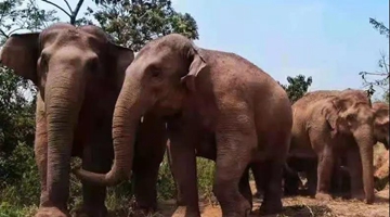 Yunnan to make up for damages by elephants