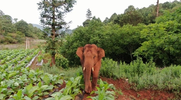 Wandering elephants in Yunnan spotted flapping ears during sleep