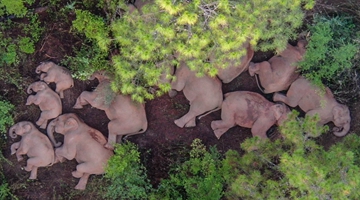 Yunnan to guide wandering elephant herd to suitable habitat