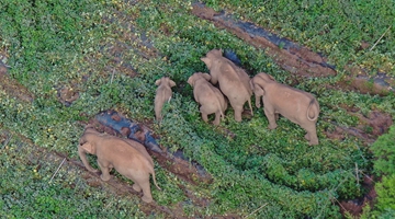 Migrating elephant herd lingers in Dalongtan township