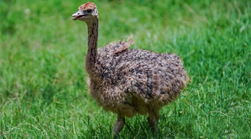 Ostrich chicks meet visitors in Yunnan Safari Park