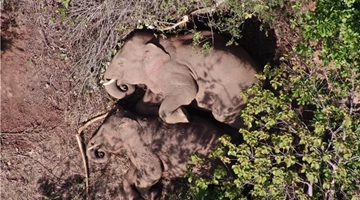 Migrating elephant herd heads 9.3 km further north