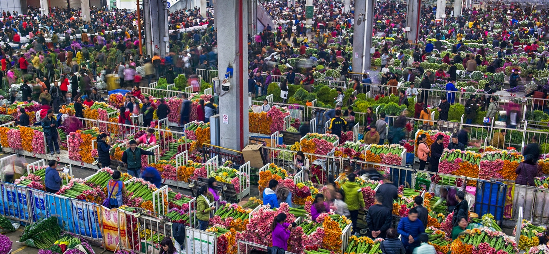 Yunnan flowers sell well during 618 shopping spree