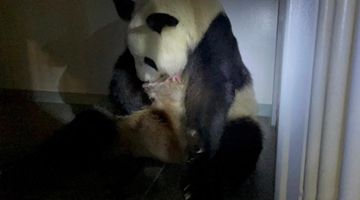 Giant panda Shin Shin at Tokyo's Ueno Zoo delivers twins