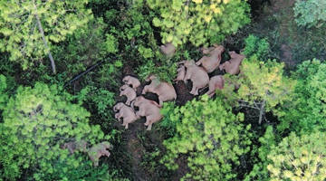 National park proposed for wild elephants