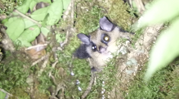 New flying squirrel species discovered in Yunnan