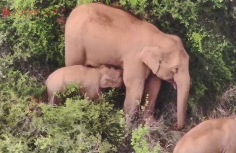 Elephant calf sucks milk during migration in Yunnan