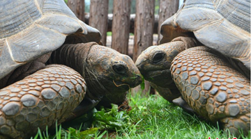 Giant tortoises debut at Yunnan Wildlife Park