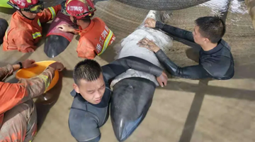 9 melon-headed whales rescued after becoming stranded on shoal